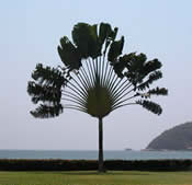 Acapulco Flora