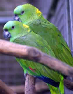 Amazona Auropalliata