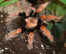 Guerrero Orange-legged tarantuala